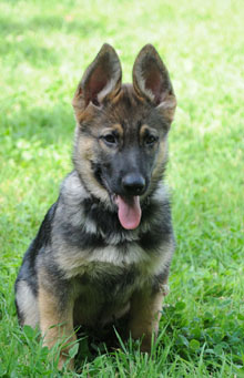 German Shepherd Breeder and Trainer