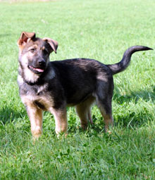 German Shepherd Breeder and Trainer