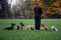 Obedience Training German Shepherds