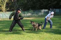 Protection training with a IDWT German Shepherd