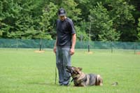 Boot Camp Training for German Shepherds