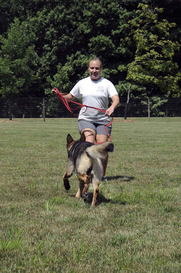 Boogaard (German Shepherd) - Boot Camp Dog Training