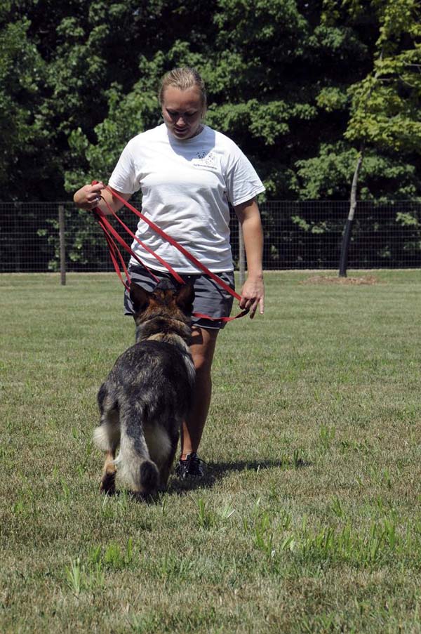 Boogaard (German Shepherd) - Boot Camp Dog Training