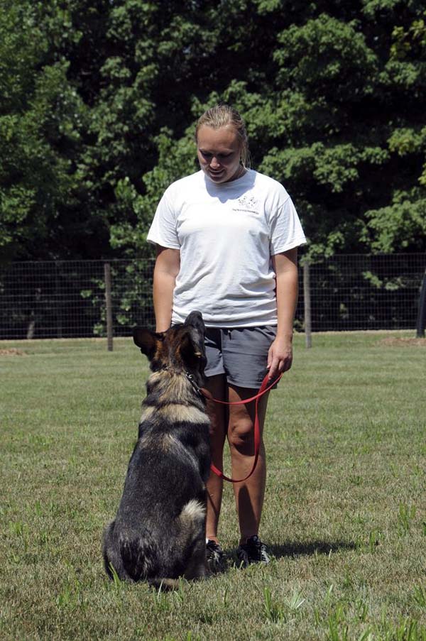 Boogaard (German Shepherd) - Boot Camp Dog Training