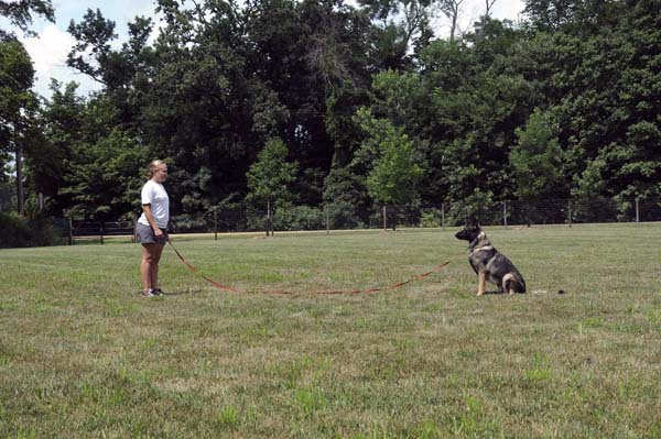 Boogaard (German Shepherd) - Boot Camp Dog Training