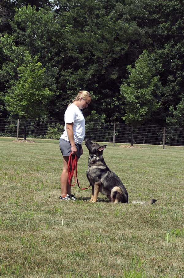 Boogaard (German Shepherd) - Boot Camp Dog Training