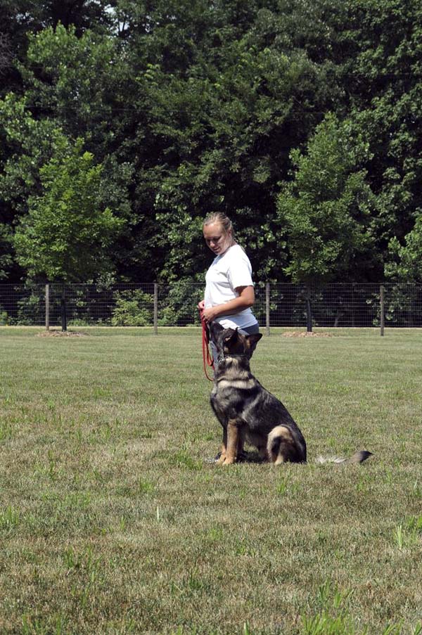 Boogaard (German Shepherd) - Boot Camp Dog Training