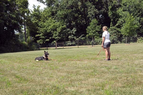 Boogaard (German Shepherd) - Boot Camp Dog Training