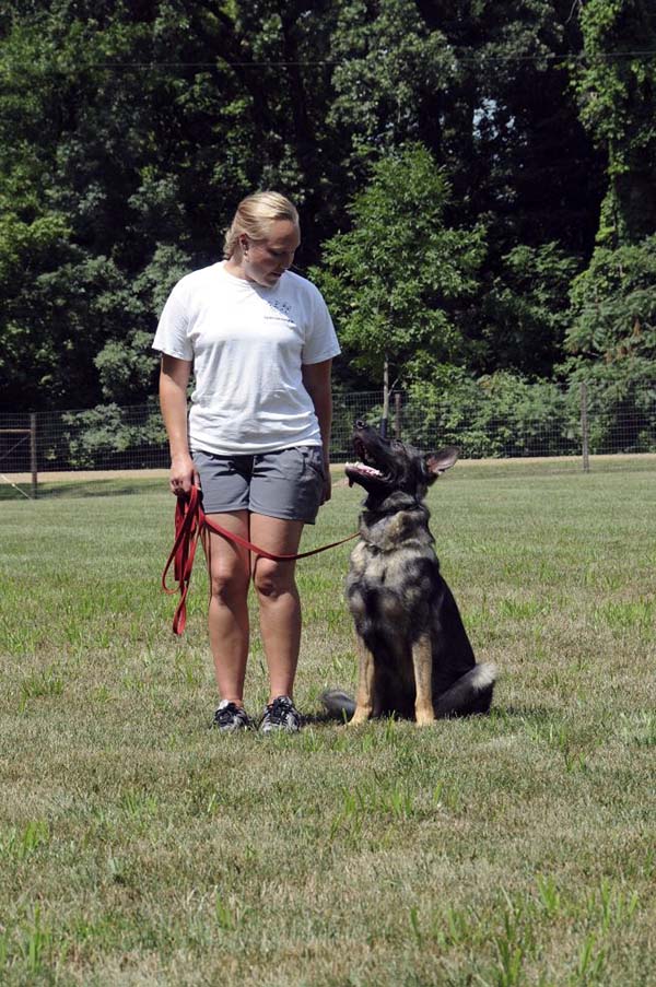 Boogaard (German Shepherd) - Boot Camp Dog Training