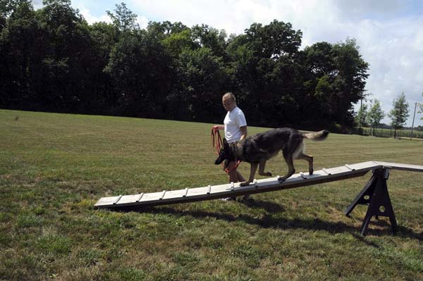 Boogaard (German Shepherd) - Boot Camp Dog Training