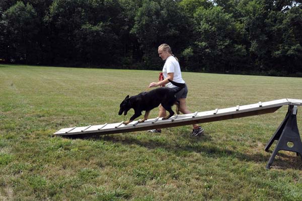 Charming (German Shepherd) - Boot Camp Dog Training