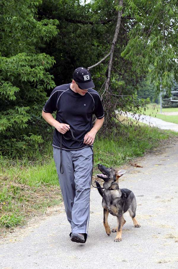 Charming (German Shepherd) - Boot Camp Dog Training