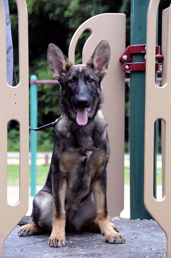 Cookie (German Shepherd) - Boot Camp Dog Training