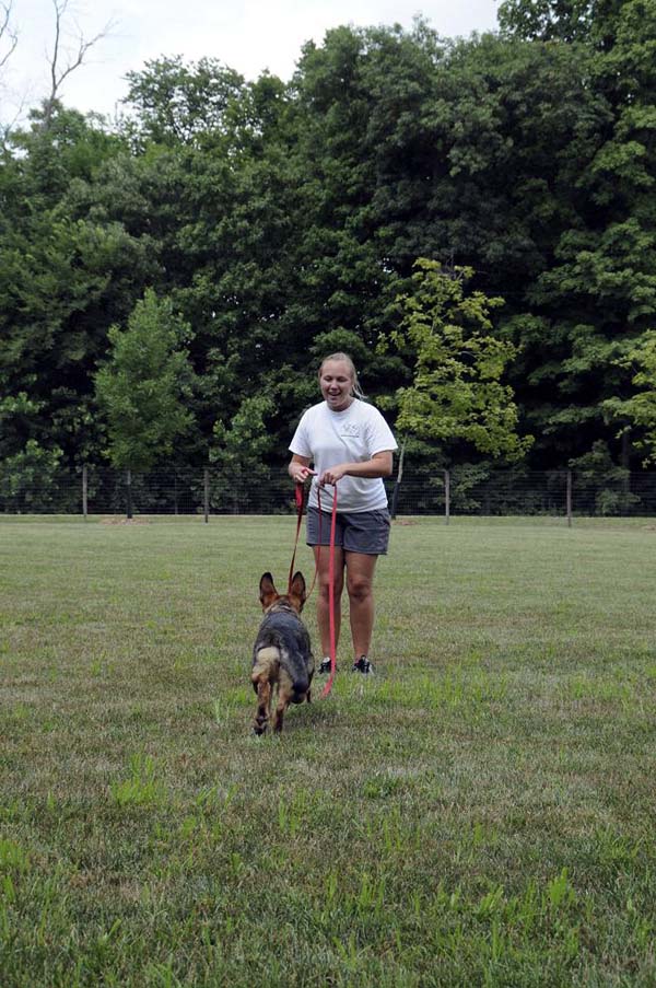 Cookie (German Shepherd) - Boot Camp Dog Training