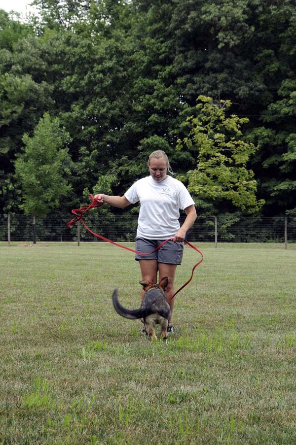 Cookie (German Shepherd) - Boot Camp Dog Training