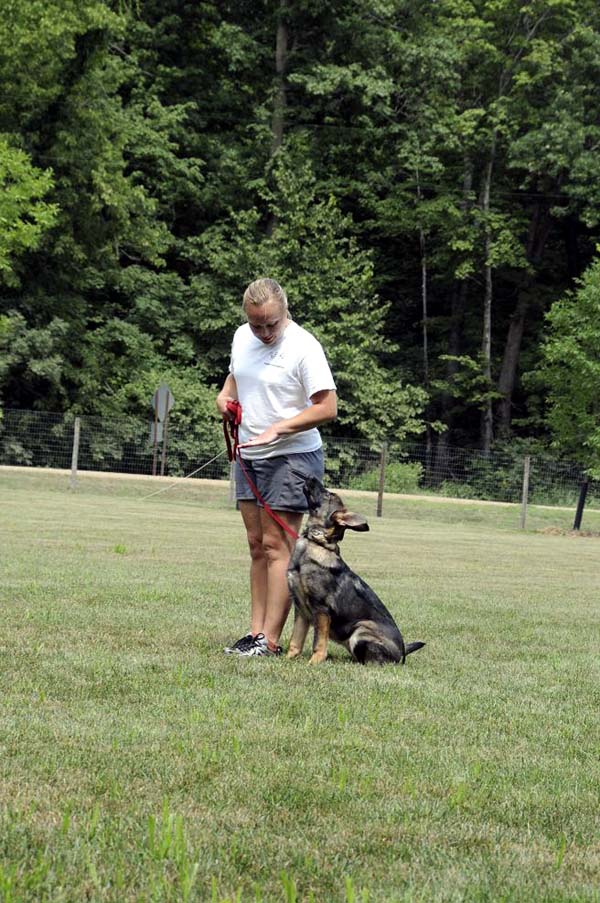 Cookie (German Shepherd) - Boot Camp Dog Training