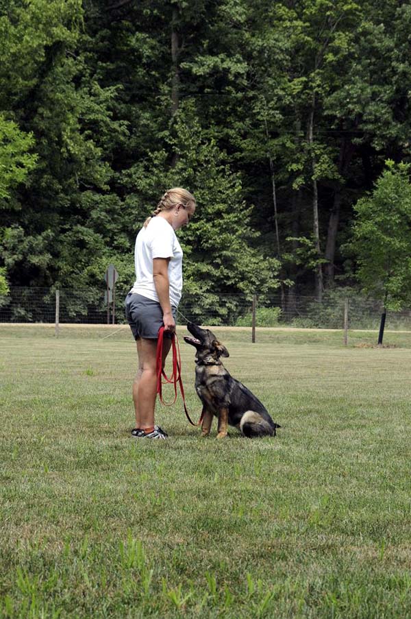 Cookie (German Shepherd) - Boot Camp Dog Training