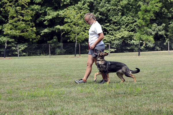 Cookie (German Shepherd) - Boot Camp Dog Training