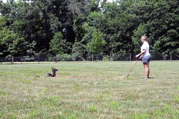 Cookie (German Shepherd) - Boot Camp Dog Training