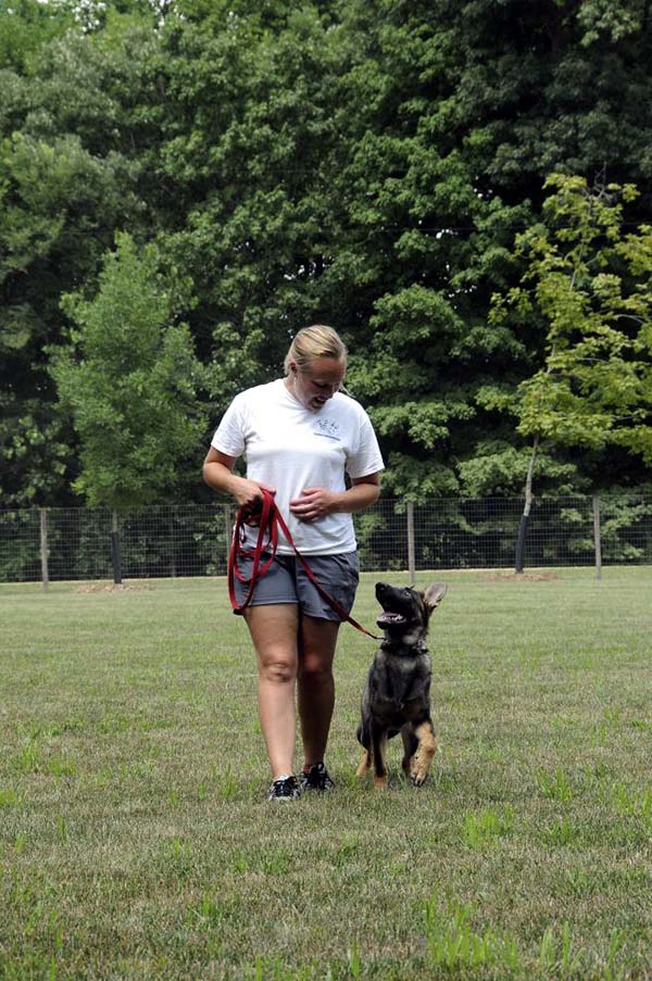 Cookie (German Shepherd) - Boot Camp Dog Training