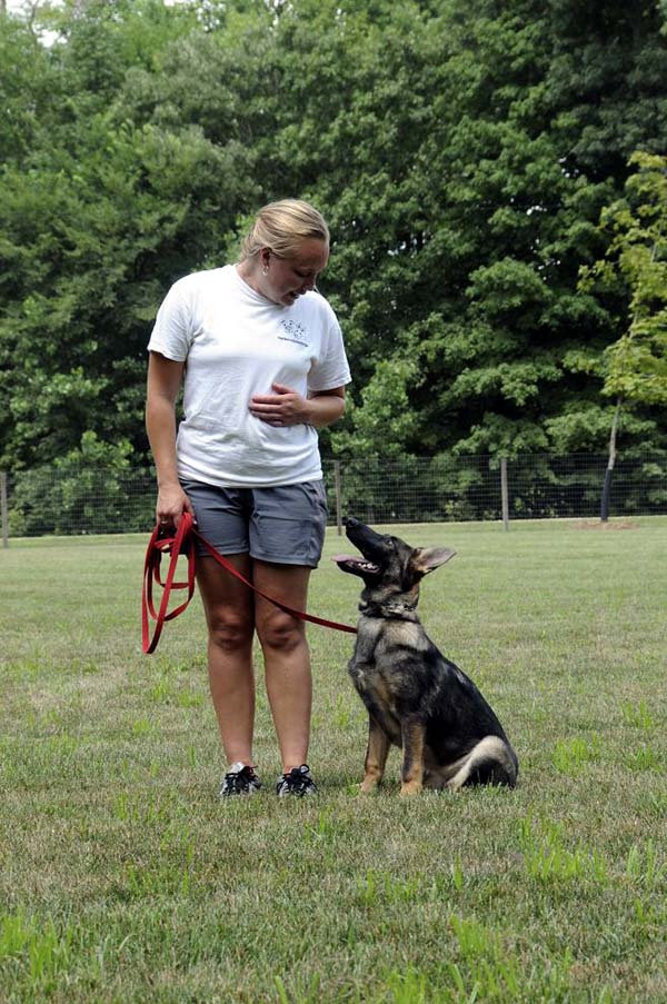 Cookie (German Shepherd) - Boot Camp Dog Training