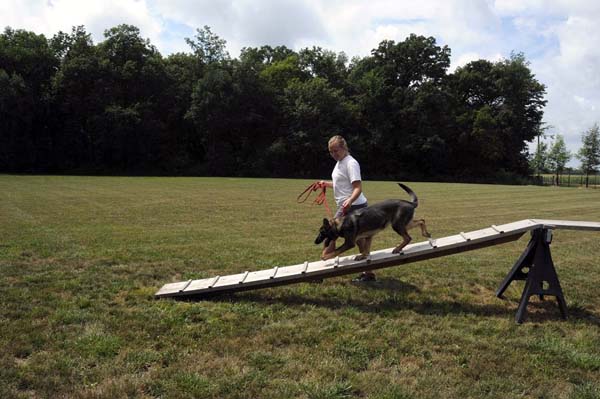 Cookie (German Shepherd) - Boot Camp Dog Training