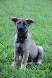 German Shepherd Breeder