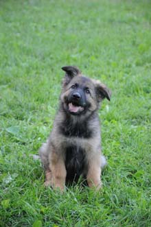 German Shepherd Breeder