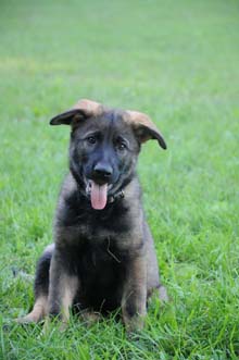 German Shepherd Breeder