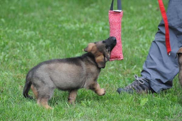 Wir Vertrauen's Buckley