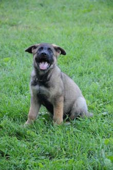 German Shepherd Breeder