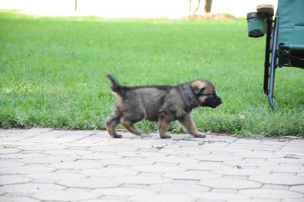 Wir Vertrauen's Buckley