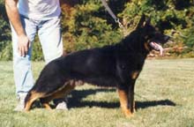 German Shepherd Breeder and Trainer