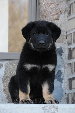 German Shepherd Breeder and Trainer