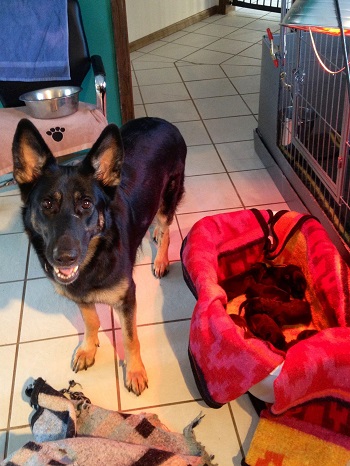 Anna - German Shepherd Puppies