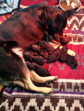 Anna - German Shepherd Puppies