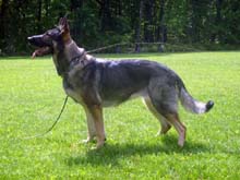 German Shepherd Breeder and Trainer