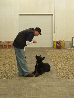 Dog training with food or treats