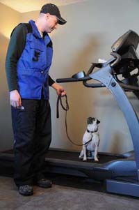 Harry the Pug, sit before released.