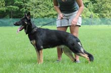 German Shepherd Breeder and Trainer