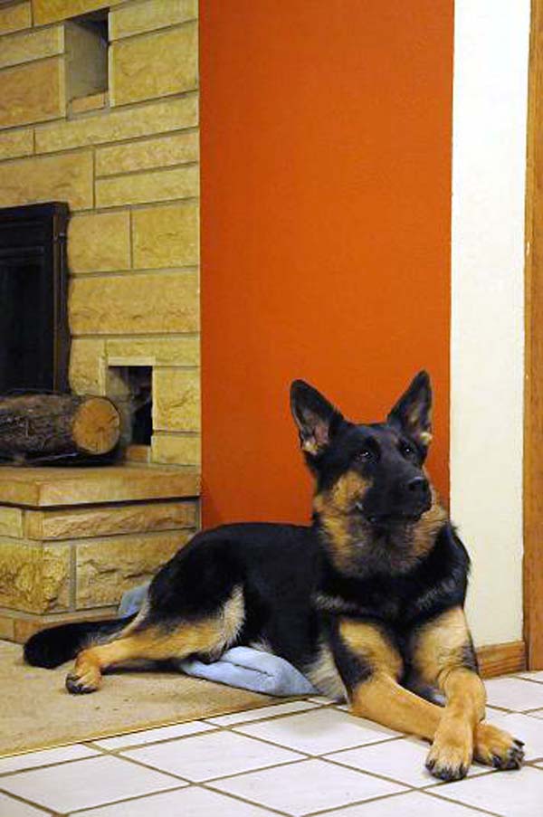 SG Eriel Von Tajgetosz - German Shepherd Dog