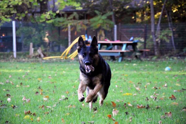 SG Eriel Von Tajgetosz - German Shepherd Dog