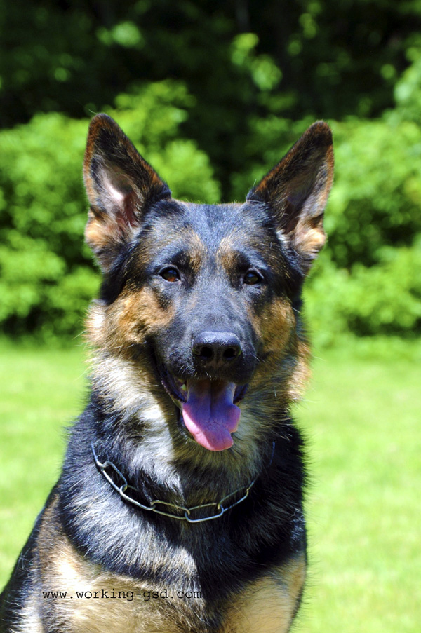 SG Eriel Von Tajgetosz - German Shepherd Dog