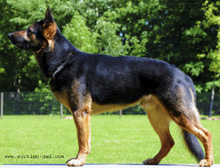 German Shepherd Breeder and Trainer