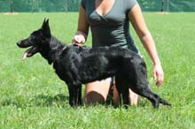 German Shepherd Breeder and Trainer