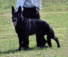 German Shepherd Breeder