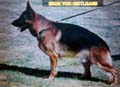 Eros Von Cintleand Picture