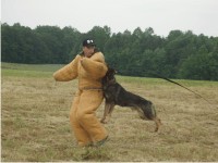 German Shepherd Breeder and Trainer