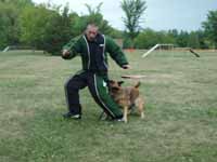 Working Shepherd Breeding Kennel