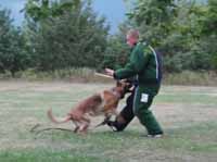 Working Shepherd Breeding Kennel